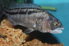 Aristochromis christyi (Femelle)