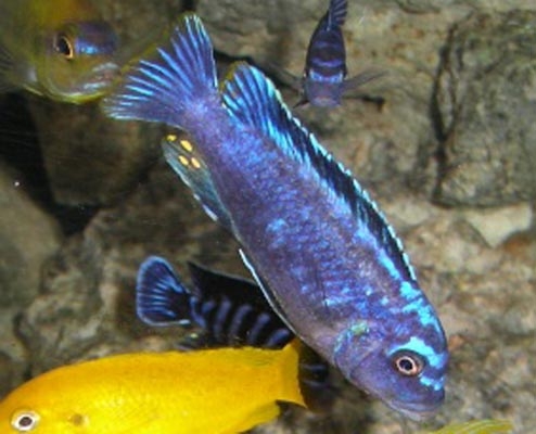 Maylandia sp. 