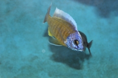 Copadichromis borleyi Mdoka (mâle)