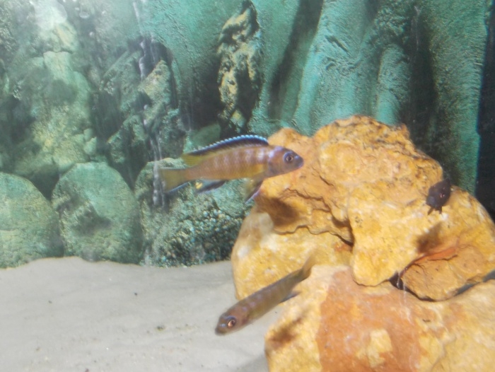 Pseudotropheus sp. 