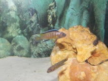Pseudotropheus sp. 