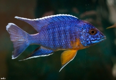 Aulonocara stuartgranti Chiloelo (mâle)