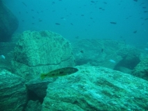 Exochochromis anagenys .Membe Island