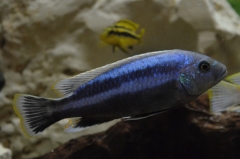 Melanochromis chipokae (mâle)