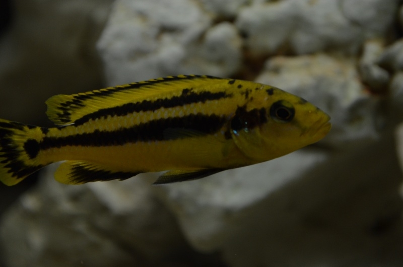 Melanochromis chipokae (femelle)