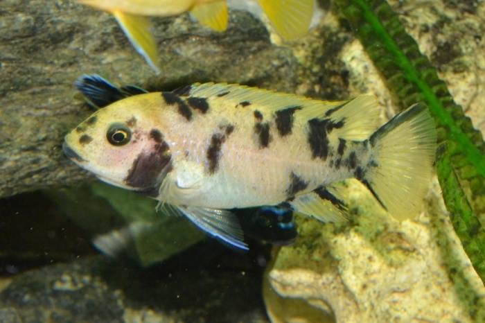 Maylandia sp. 