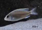 Otopharynx sp. "golden blueface" Ikombe (femelle)