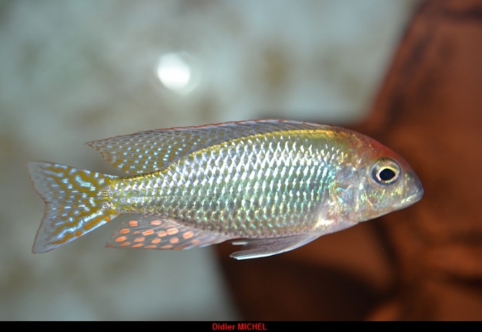 Lethrinops sp. 