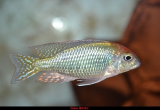 Lethrinops sp. 