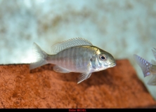 Lethrinops sp. 