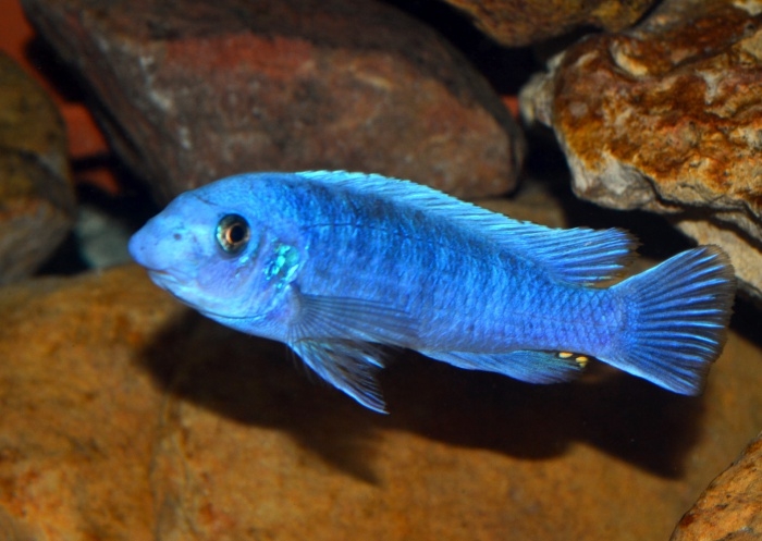 Labeotropheus trewavasae Chidunga Rocks (mâle)