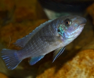 Labeotropheus trewavasae Chidunga Rocks (femelle BB)