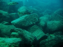 Exochochromis anagenys .Membe Island (femelle)