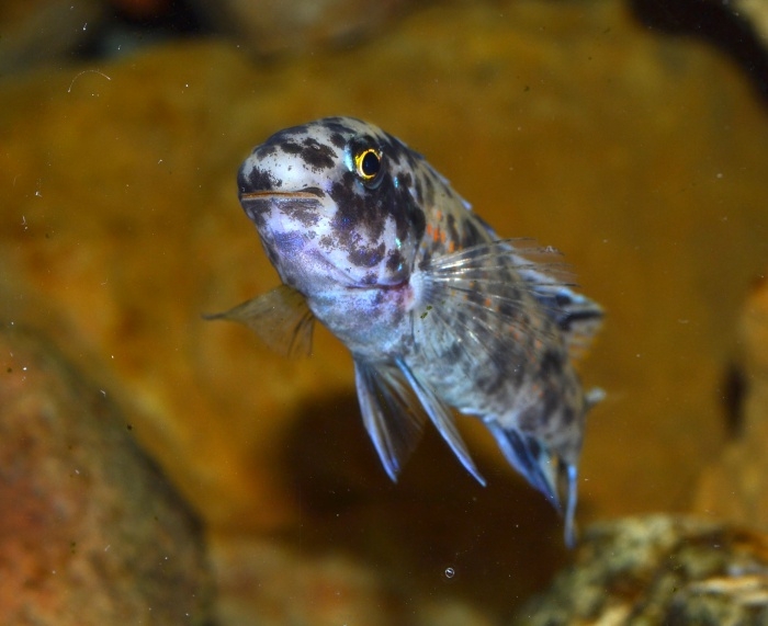 Labeotropheus trewavasae Chidunga Rocks (femelle OB)