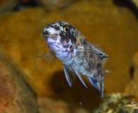 Labeotropheus trewavasae Chidunga Rocks (femelle OB)