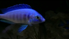 Placidochromis sp. 