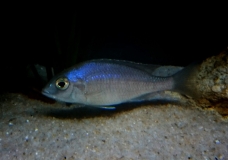 Placidochromis sp. 