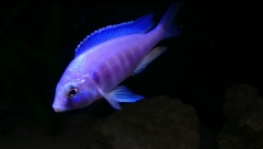 Placidochromis sp. 