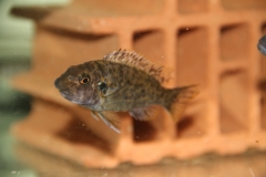 Labeotropheus trewavasae Charo (femelle)