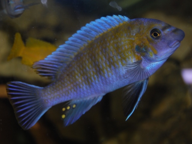 Labeotropheus trewavasae Charo (mâle)