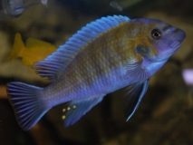 Labeotropheus trewavasae Charo (mâle)