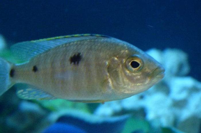 Copadichromis azureus Mbenji Island (femelle)