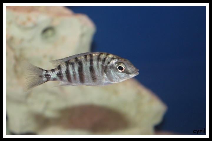 Protomelas fenestratus Chitimba 