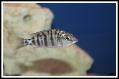 Protomelas fenestratus Chitimba 