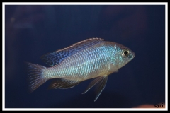 Protomelas fenestratus Chitimba 