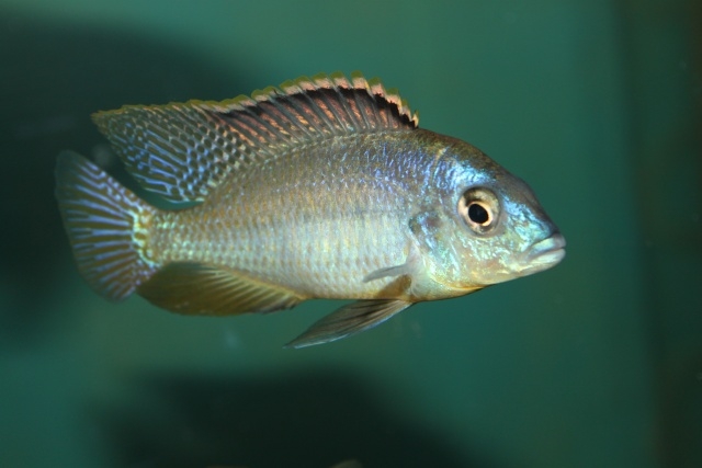 Protomelas fenestratus Ntekete (mâle)