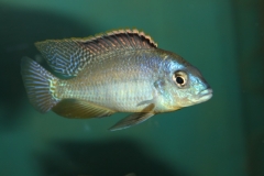 Protomelas fenestratus Ntekete (mâle)