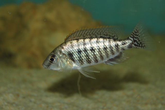 Protomelas fenestratus Ntekete (femelle)