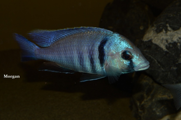 Placidochromis electra Makanjila Point (mâle)