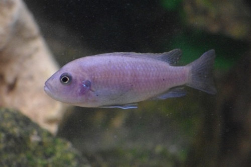 Cynotilapia zebroides Ntekete (Femelle)