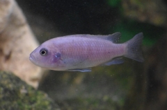 Cynotilapia zebroides Ntekete (Femelle)