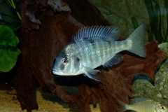Trematocranus placodon Mbenji Island (femelle)