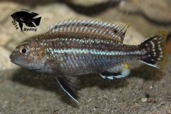 Melanochromis dialeptos (mâle)