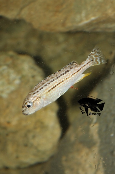 Melanochromis dialeptos (femelle)