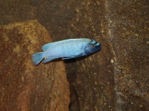 Pseudotropheus sp. "polit" Lion's Cove