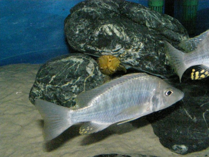 Aulonocara rostratum (femelle)