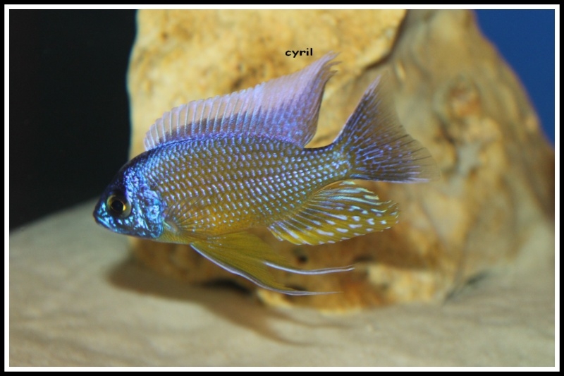 Copadichromis borleyi Mara Rocks (male)