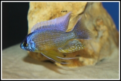 Copadichromis borleyi Mara Rocks (male)