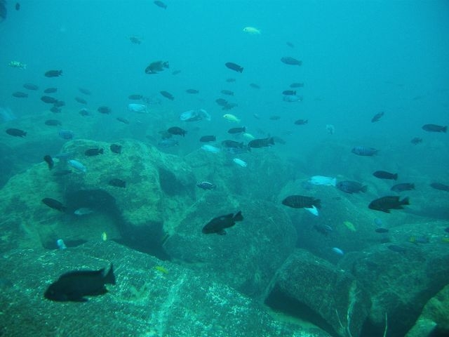 Maylandia zebra .Membe Island (Femelle)