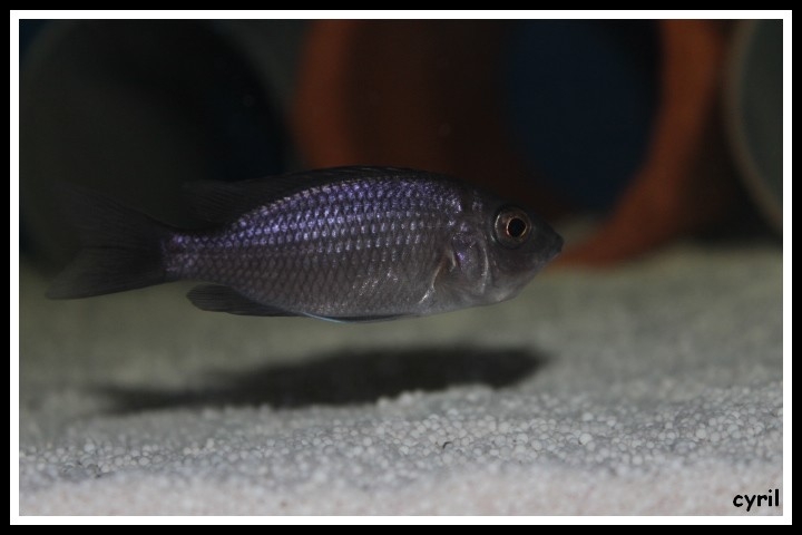 Copadichromis borleyi Mara Rocks (femelle)