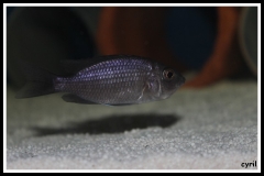 Copadichromis borleyi Mara Rocks (femelle)