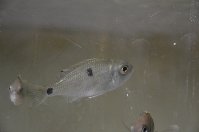 Copadichromis chrysonotus Liuli (femelle)