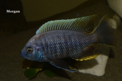 Copadichromis geertsi Gome (male)