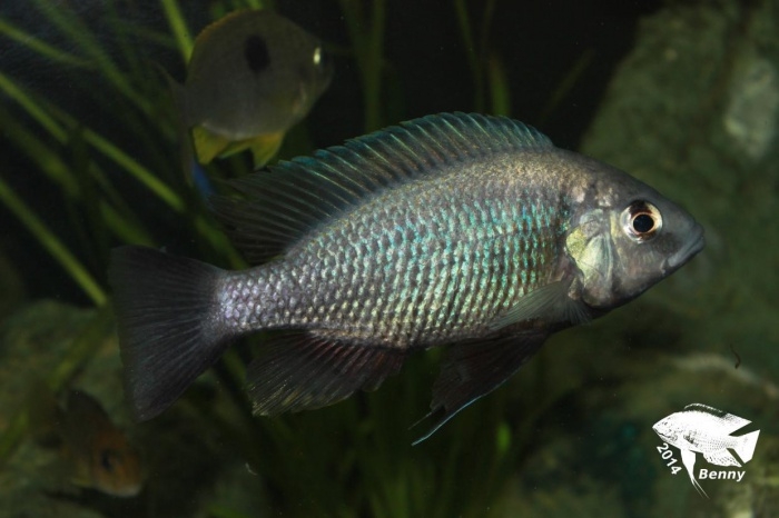 Copadichromis pleurostigma (male)