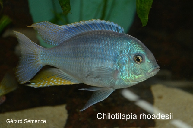 Chilotilapia rhoadesii (male)
