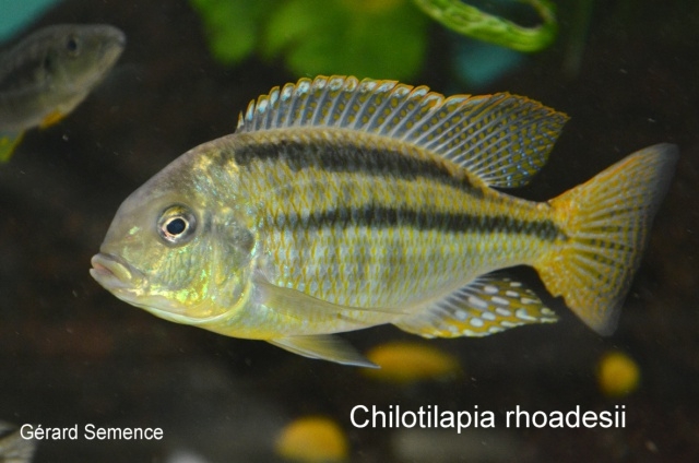 Chilotilapia rhoadesii (femelle)
